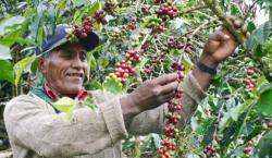 Pequeños productores de cafe organico y huertos de traspatio, comercio justo en el istmo de Tehuantepec