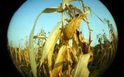 En defensa del maíz... Iniciativa de Ley