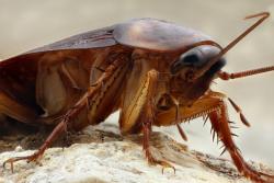 97. Cucaracha