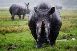 Extinto el rinoceronte negro