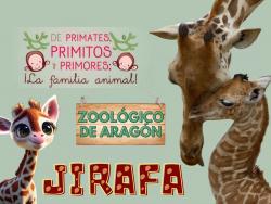 477. Un nuevo bebé en casa papá jirafón en el zoológico de Aragón.