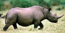 18. Rinoceronte