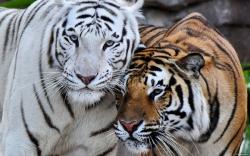 262. Tigre de Bengala