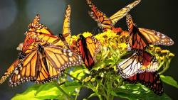 103. Mariposa monarca