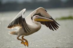 113. Animales vacacionales-pelicano y cangrejo