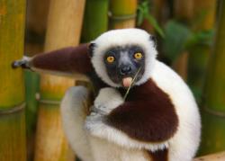 251. Primor de ojos grandes: el lemur