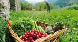 Mercado alternativo y producción agrícola local en pequeña escala 
