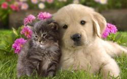 144. Día de la amistad-perros y gatos
