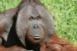 22. Orangutan