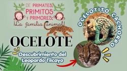 752. Leopardus Tilcayo y ocelote