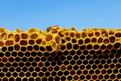 Productores de miel, redes de apicultores. 820   