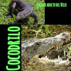 535. En Xochimilco apareció un reptil raro en casa.