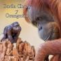 509. Los gorilas y orangutanes: unas monadas en casa