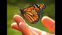 Ecotecnias de conservación y producción sustentable en la reserva de la mariposa monarca 