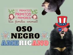 475. Un gringo que vive bien mexicano en casa; oso negro americano.