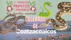 657. Culebrón de Coatzacoalcos y culebra de agua