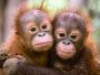 252. Orangutan un compadre padre