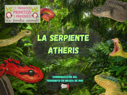 733. Serpientes y temblores: Serpiente atheris