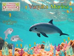 739. Día Internacional de la Vaquita Marina: Vaquita Marina.
