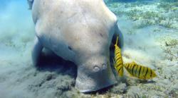 Programa de investigación y conservación de mamíferos marinos en la península de Yucatán. 600 