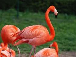 49. Flamingo