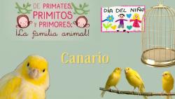 623. Día del niño y la niña: canario