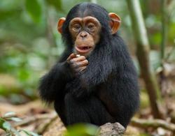 118. Ley animal chimpance