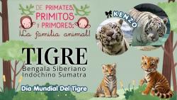 740. Dia mundial del tigre, tigres.