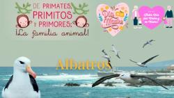 625. Día de las madres: Albatros