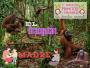 729. Mamá orangutana, una gran dama. Orangután