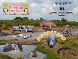 707. Hipopotamo mundialista