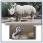 447. De fantasia o reales los cuernos son muy especiales: el rinoceronte blanco en casa
