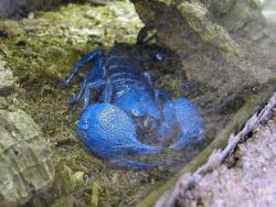 168. Escorpión azul