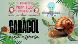 730. Día de la luz: caracol