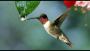 Proyecto colibrí. 613