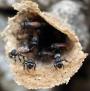 La red de mujeres que producen y transforman miel de abejas nativas en Cuetzalan, Puebla. 676
