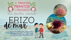 748. Fundación de escuela nacional de ciegos:  Erizo de mar. 
