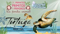 731. Día mundial de las tortugas: caguama