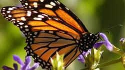 112. Mariposa monarca