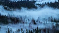 Rescate del Bosque de Niebla. 629 