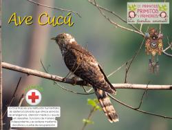 744. Ave cucú y la cruz roja. 