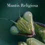 516. Mantis religiosa, muy a tono en semana santa en casa.
