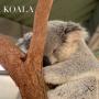 518. Koala.