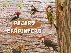 735 Día del padre; Pajaro carpintero