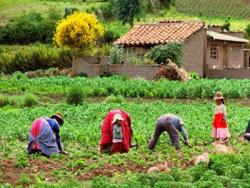 Agricultura familiar urbana y rural