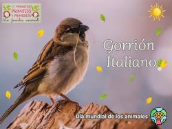 750. Día mundial de los animales Gorrión Italiano.