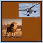 484. Albatros baja californiano y el rey de la selva en casa: el León