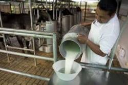 La leche y el sector ganadero