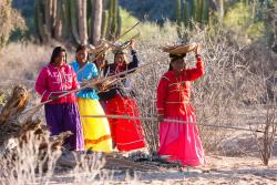 Programa 229. La tribu yaqui: la lucha por la vida y el territorio