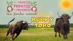 659. Buey y toro